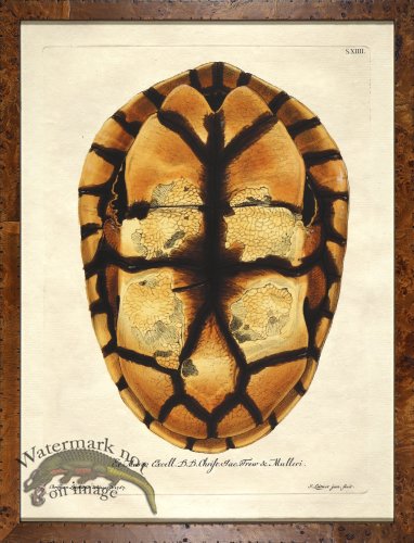 (image for) Turtle Shell Burl 11