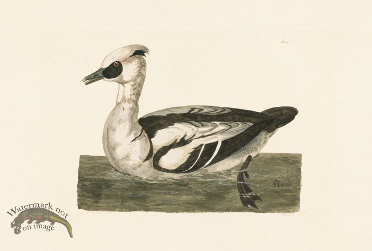 (image for) Pennant Zoology 032