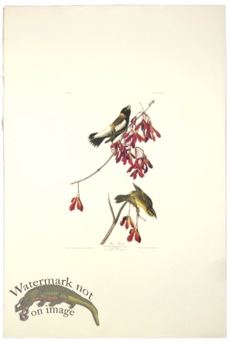 (image for) Rice Bunting