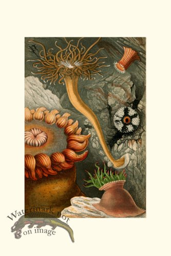 (image for) Underwater 17