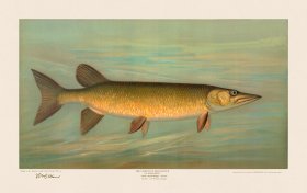 Unspotted Mascalonge