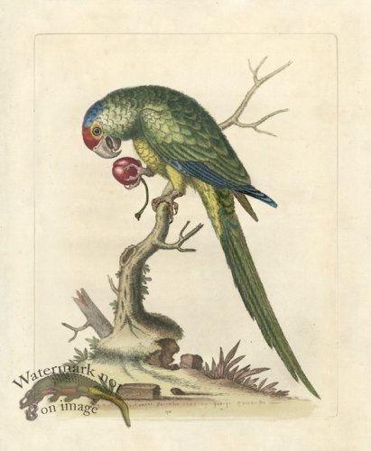 (image for) Edwards Parrot 09.jpg