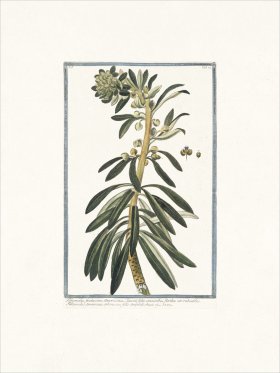 Bonelli 024 Tithymalus frutescens