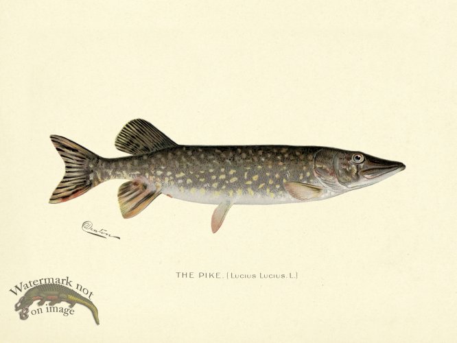 (image for) Pike