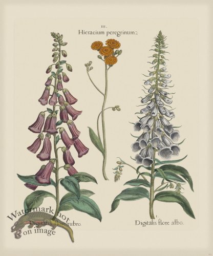 (image for) Besler 151 Colored B2