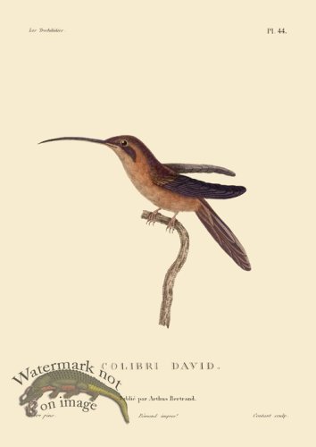 (image for) Humming Bird 44