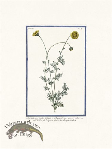 (image for) Bonelli V8 031