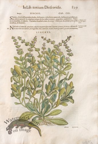 (image for) WB Botanicals 25