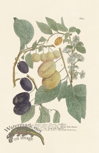 (image for) Weinmann PL 835