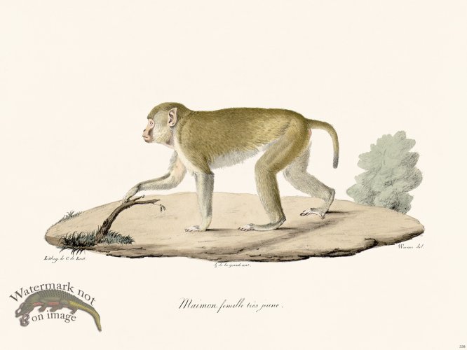 Cuvier 338 Maimon Female