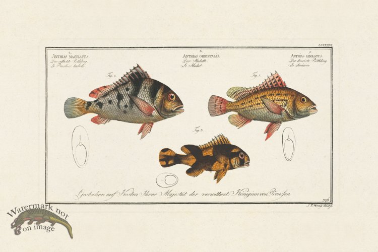 (image for) BLOCH FISH 326