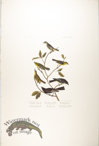 (image for) Little Tyrant Fly-Catcher