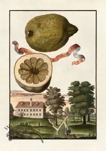 (image for) Volckamer 039