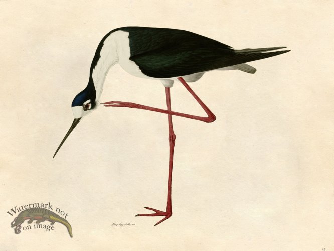 (image for) Long-legged Avocet