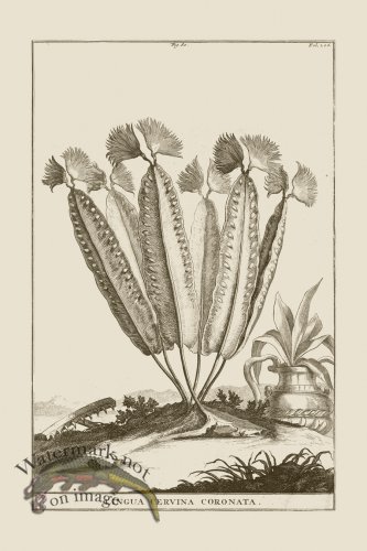 (image for) Abraham Munting 080