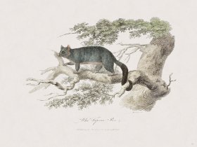 56 New Holland Caffowary