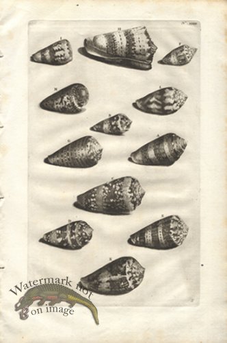 (image for) Rumphius 34