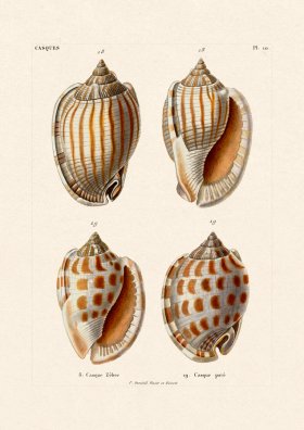 (image for) French Shell 010