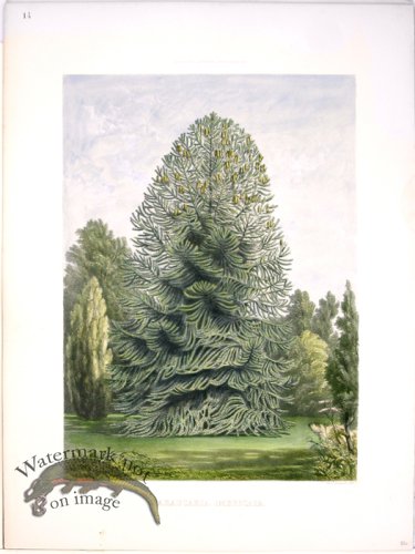 (image for) Lawson Tree 06