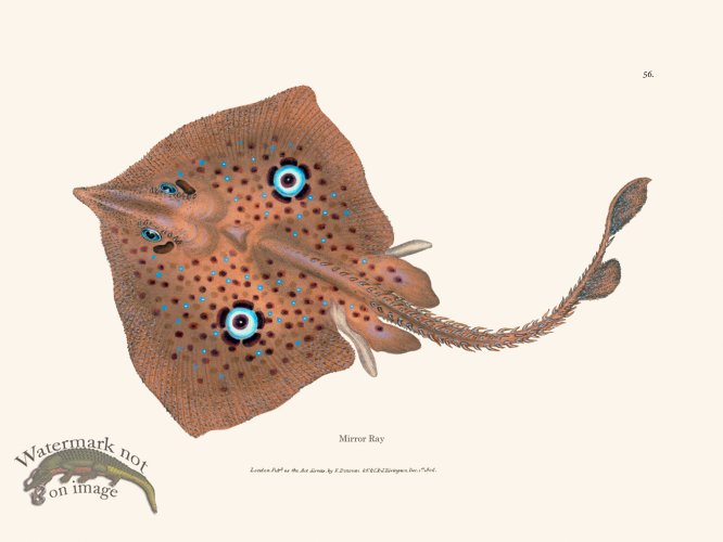 (image for) 056 Mirror Ray