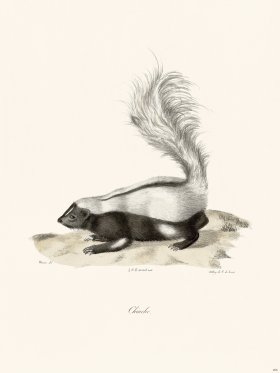 Cuvier 206 Striped Skunk
