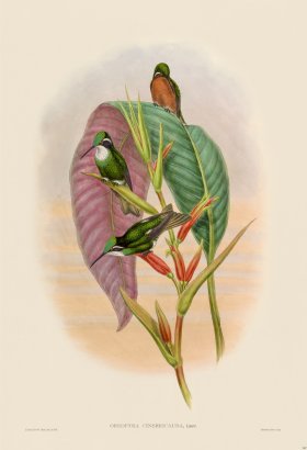 Gould Hummingbird 367