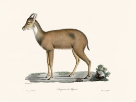 Cuvier 046 Nerol Ibex