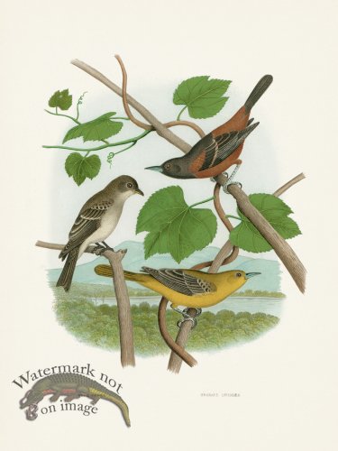 Thomas Gentry Bird 26