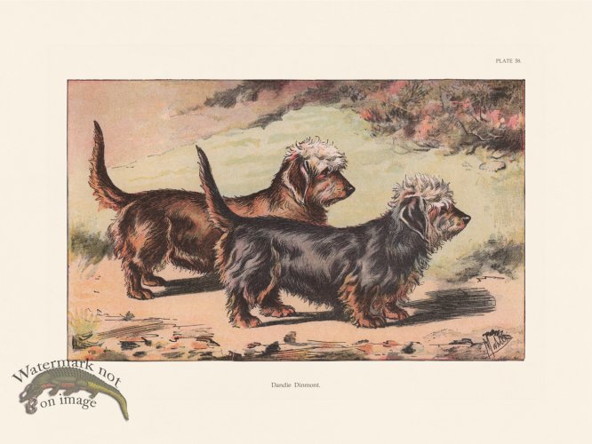 (image for) Les Chiens 058