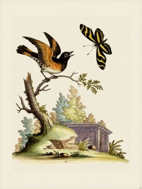 Edwards 080 American Redstart