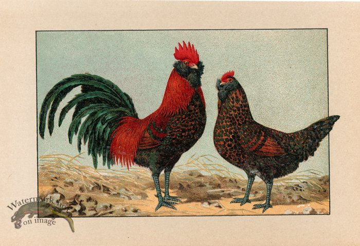 (image for) Chicken 27