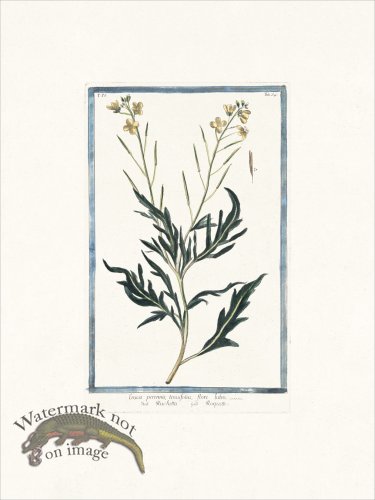 (image for) Bonelli 334 Arugula