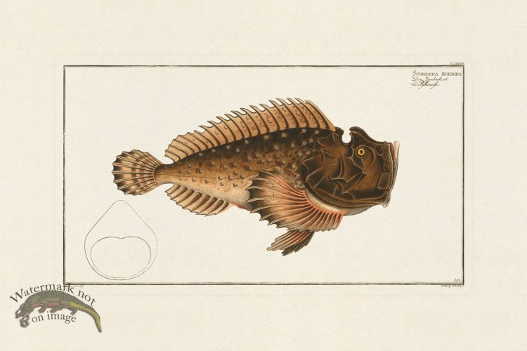 (image for) BLOCH FISH 183