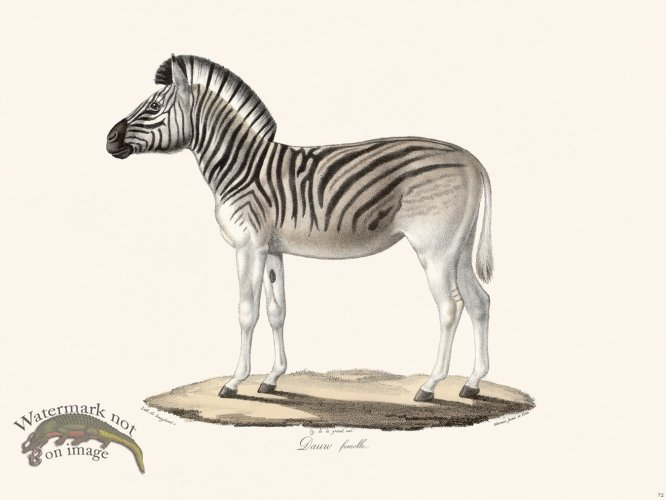 (image for) Cuvier 072 Female Dawn