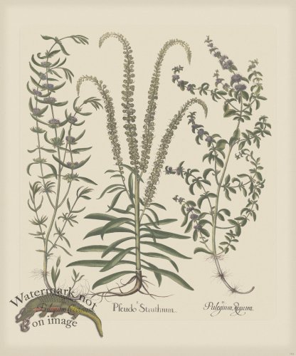 (image for) Besler 164 Colored B2