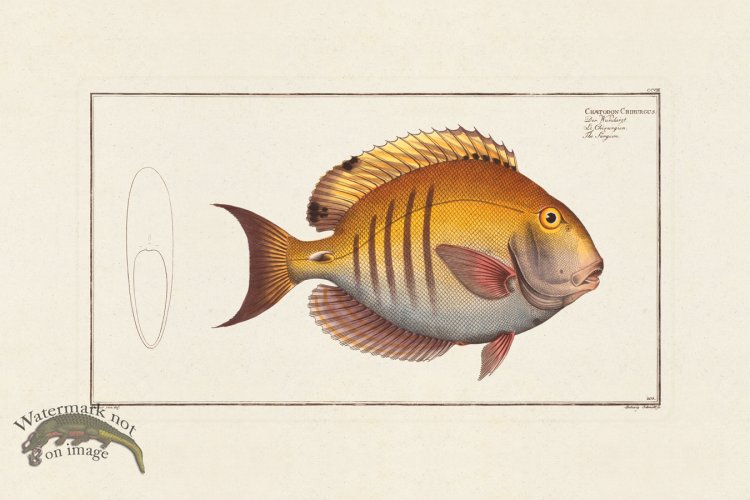 (image for) BLOCH FISH 208