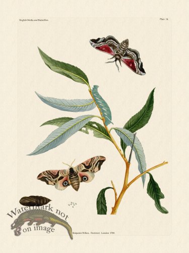 (image for) Wilkes Butterflies 014