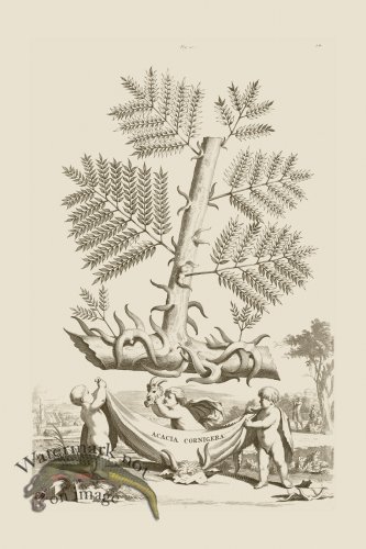 (image for) Abraham Munting 010