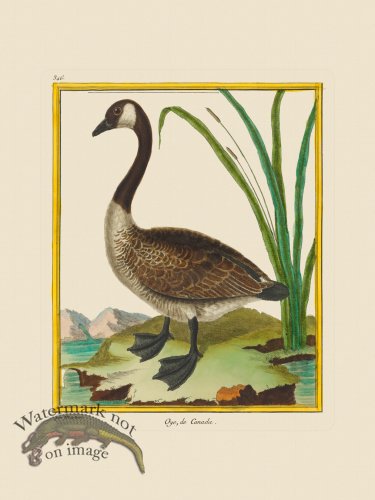 (image for) Martinet Bird 346