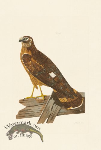 (image for) Pennant Zoology 120