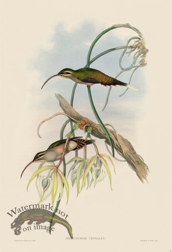 (image for) Gould Hummingbird 019