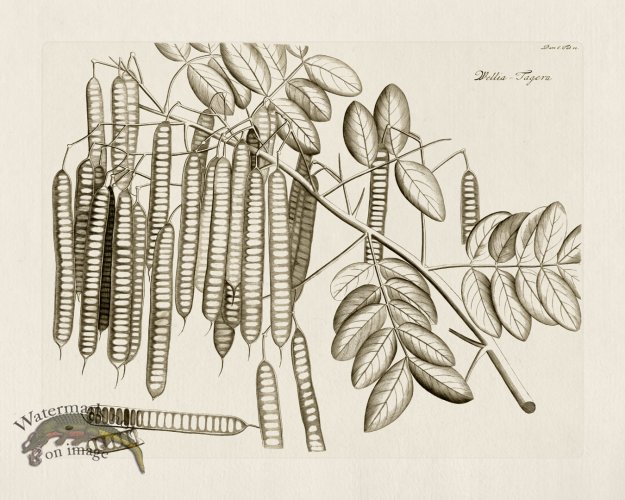 (image for) HORTUS VOl 06 10