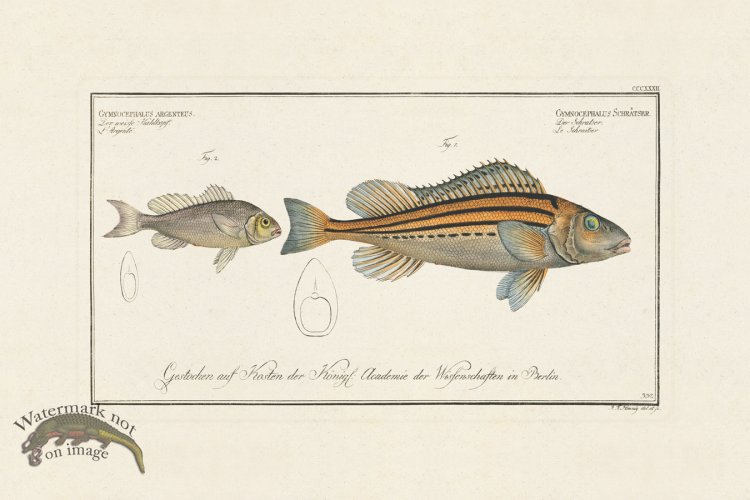 (image for) BLOCH FISH 332