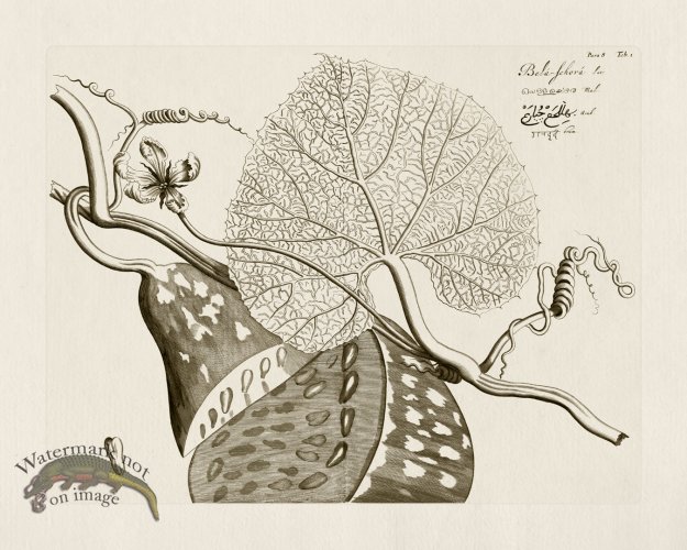 (image for) HORTUS VOl 08 01