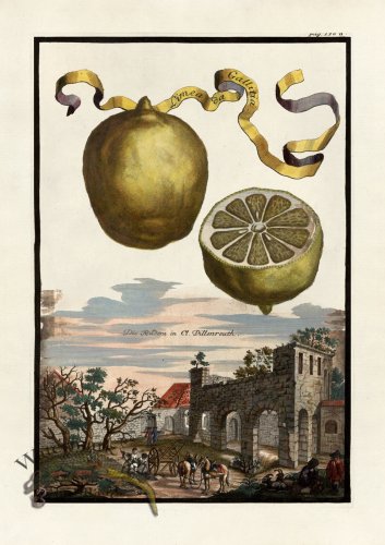 (image for) Volckamer 025