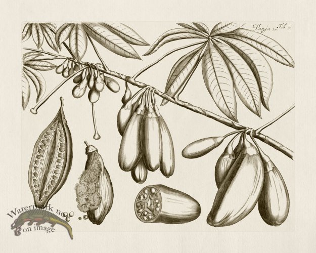 (image for) HORTUS VOl 03 51