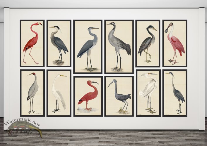 (image for) 14 Feet of Rudbeck and Tribute Birds