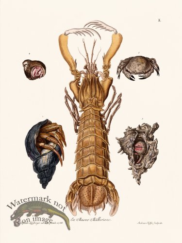 (image for) Knorr Sealife 10