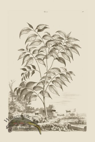 (image for) Abraham Munting 015