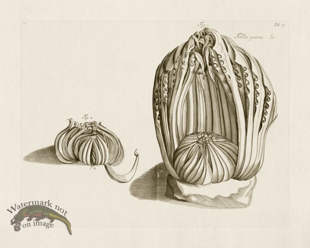 (image for) HORTUS VOl 03 17